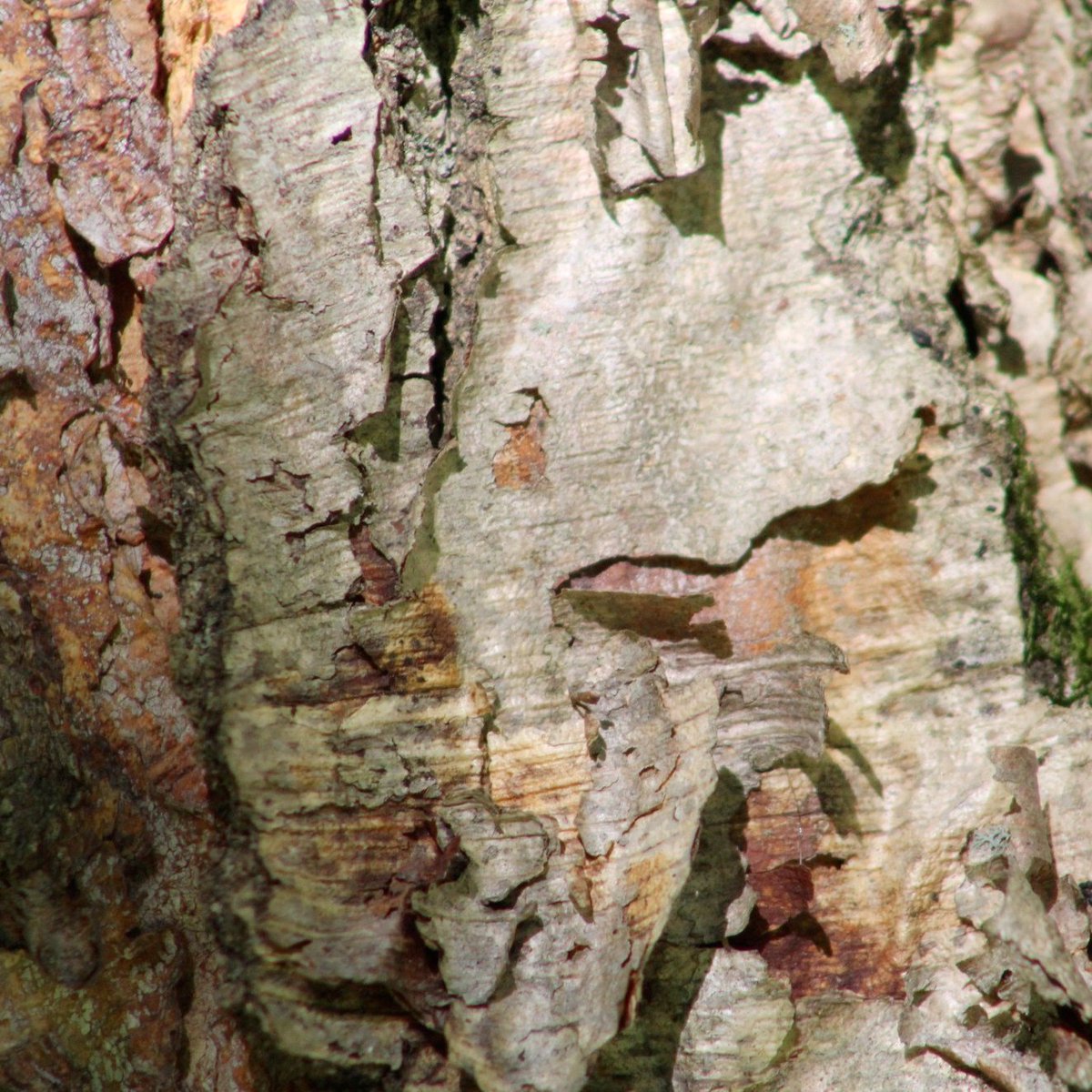 Pitt-Greensburg tweet media