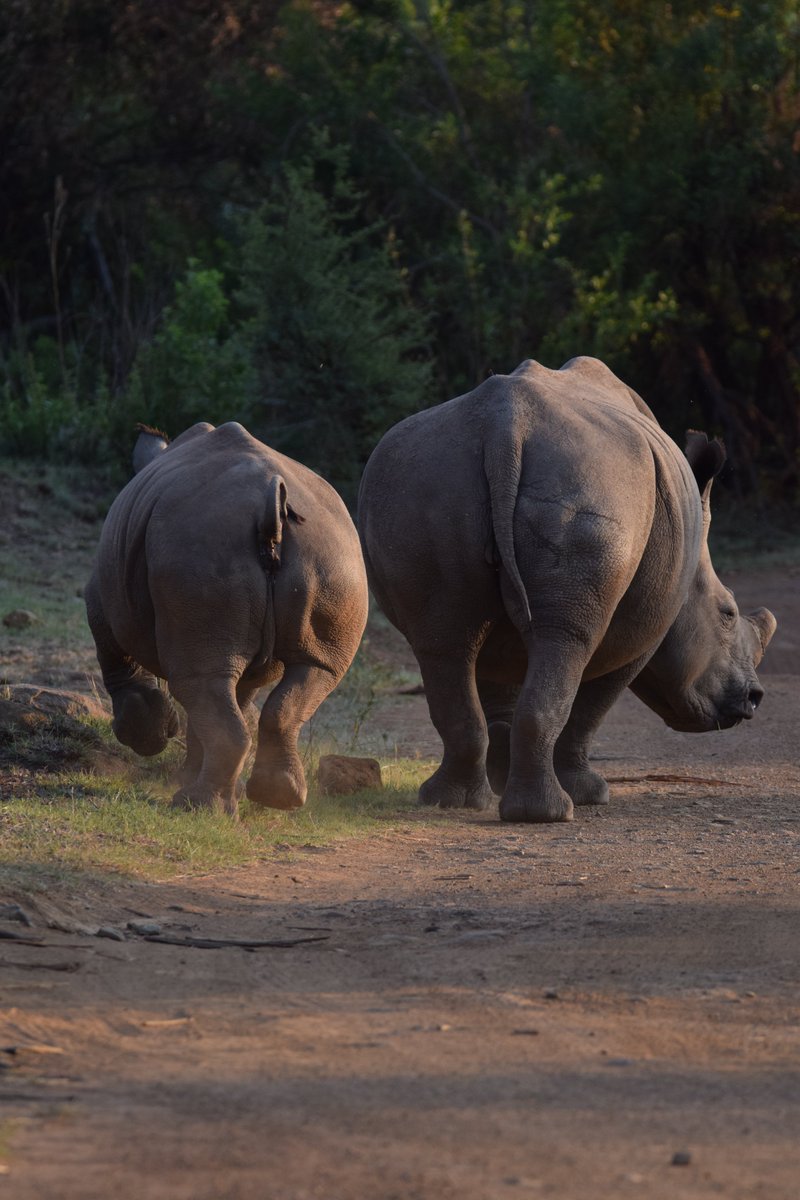 No matter the size every donation makes a difference to our work - A regular donation is one of the best ways to support our work as it enables us to plan long-term and be most effective in our #conservation efforts 🙏
helpingrhinos.org/donate/