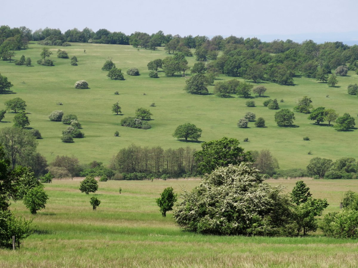 How to improve communication between policy makers and stakeholders about the different types of permanent grassland in Europe and their capacity to deliver a range of ecosystem services for society? Find out here: ow.ly/7Ga550Sp3s8