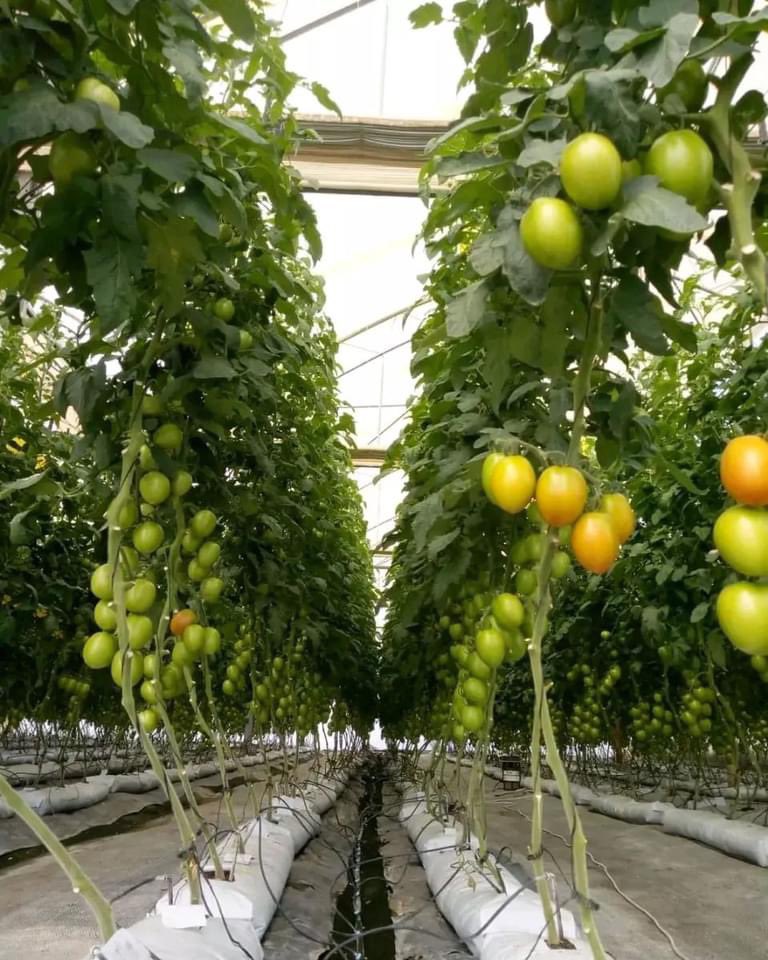 The Indispensable Skillset

Follow <a href="/Farmwithfred/">Farm With Fred Ltd Digital & Smart-Agri Farm</a> 

Thread,
1/8
