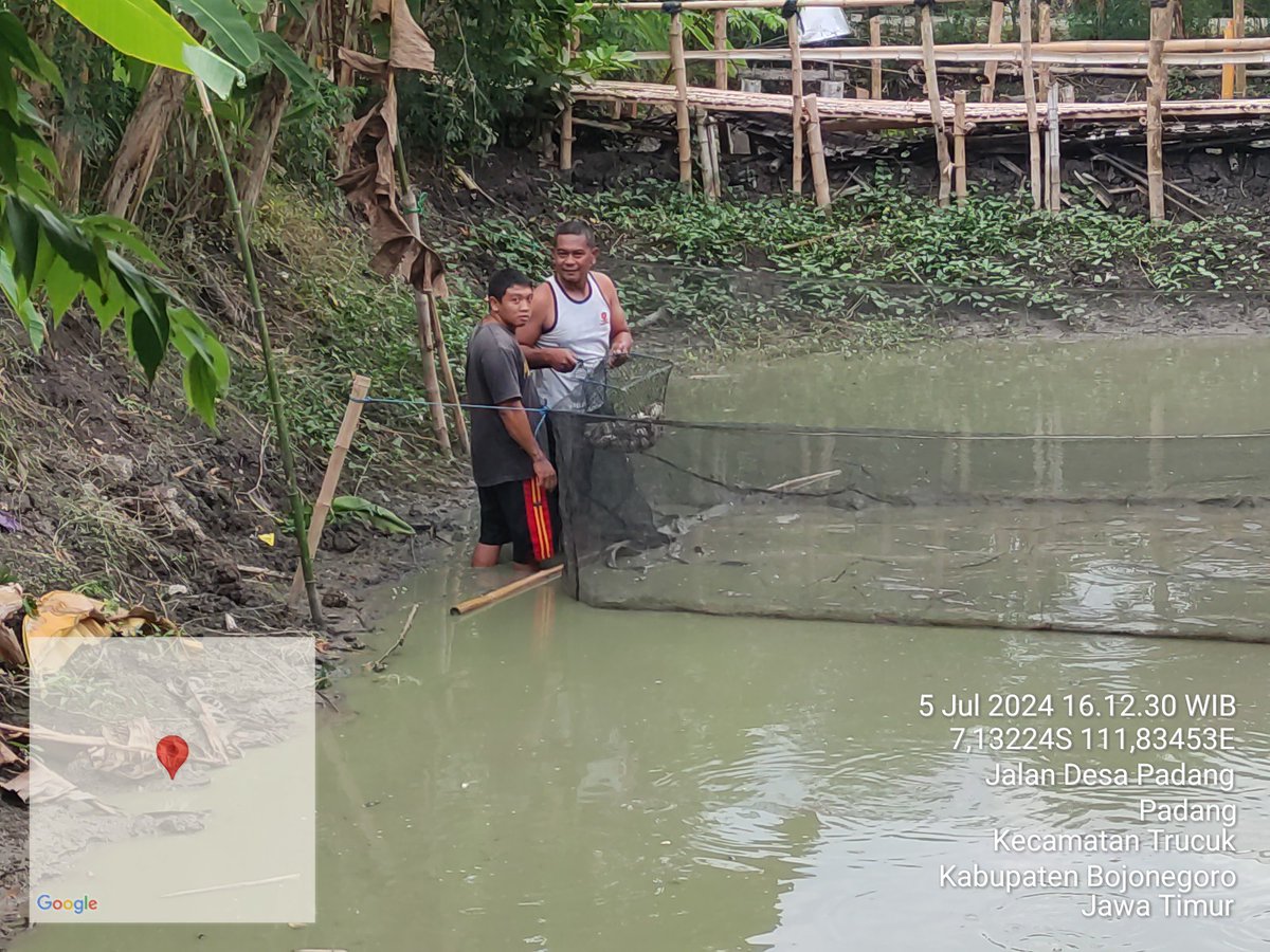 bett_alqi's tweet photo. Jumat (5/7), Baiti, Luhkan Bojonegoro, mendampingi #panen Lele di Bpk Sugianto (Ds. Padang), teknologi sederhana, sebanyak 101 kg, kolam tanah luas 120 m², size 8 - 12 ek/kg, harga Rp. 19.000/kg
#GiatLuhkanSatminkalBWI
#Bnegoro 
@bppsdm_bp3bwi
@pusluh_bppsdm https://t.co/8HZYjIPh6O