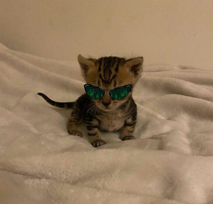 this is your last chance. After this, there is no turning back. 

you jeet - the story ends, you wake up in your bed and learn to cope. 

you hodl - you stay in wonderland and I show you how deep the jeet hole goes.