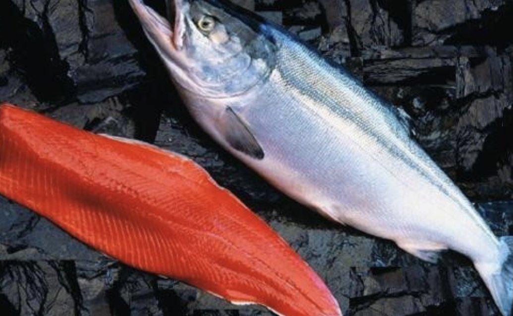 ecoseafood's tweet photo. Het seizoen van de verse #WildeZalm gaat weer beginnen! #AlaskaZalm #Puur #Gezond #Smaakvol #PuurNatuur #Zuiver #Horecaleverancier #Vis https://t.co/sWfYUIFByU