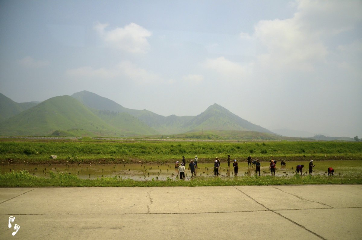 June and July typically mark the end of rice planting and the beginning of barley and wheat harvesting in North Korea. We pray that the farmers will have the strength to navigate this busy season and achieve abundant yields. 🌱