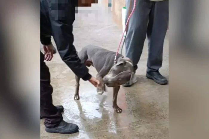 Metrópoles tweet media