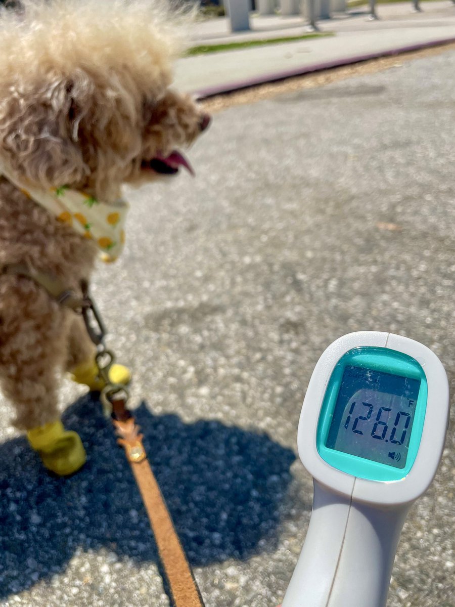 Excessive #heatwarning in effect until Monday for parts of SoCal. My #dog Bella is wearing booties to protect her paws. Remember- pavement, asphalt &amp; artificial grass can become dangerously hot, it only takes 1 minute to burn their paw pads on a 125 degree surface. #summer <a href="/NBCLA/">NBC Los Angeles</a>