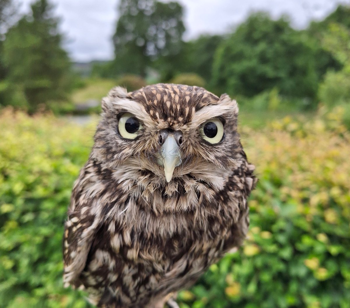Dougal lots of people’s favourite even with that face that looks grumpy he isn’t really.  #littleowl #lochawefalconry #falconrylochawe #argyllfalconry