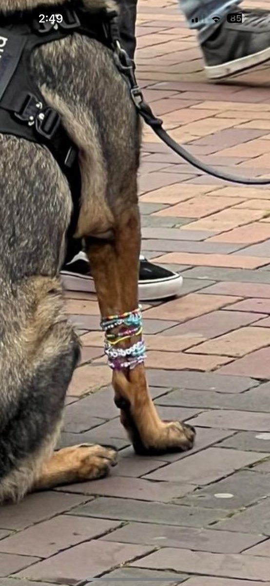 the security dog is wearing friendship bracelets 🥺