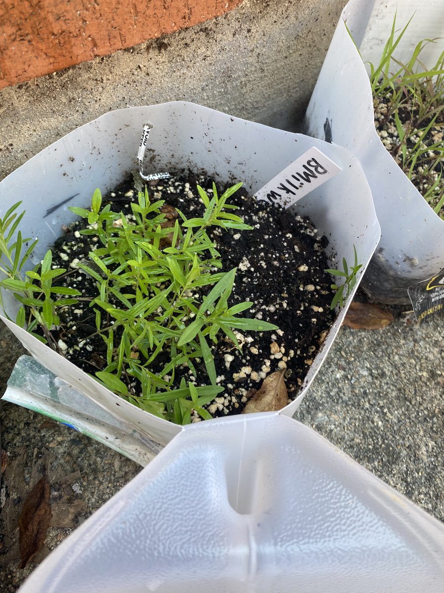 Checked in on our #pollinator plants and seedlings this week and they were all very happy! #charihogreen