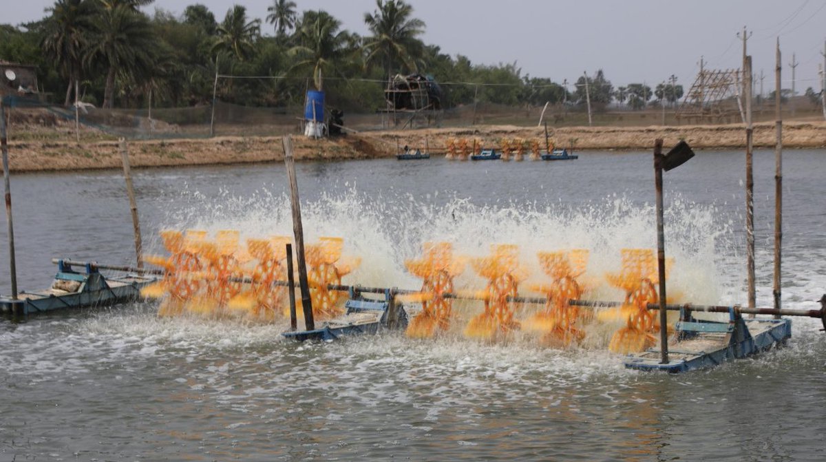 SGSUP at ASU (@asu_sgsup) on Twitter photo #SGSUP Geography PhD candidate receives two prestigious grants for groundbreaking #aquaculture research in India: news.asu.edu/20240703-envir… / <a href="/NSF/">U.S. National Science Foundation</a> <a href="/HorowitzFdn/">Horowitz Foundation for Social Policy</a> #SGSUP Geography PhD candidate receives two prestigious grants for groundbreaking #aquaculture research in India: news.asu.edu/20240703-envir… / <a href="/NSF/">U.S. National Science Foundation</a> <a href="/HorowitzFdn/">Horowitz Foundation for Social Policy</a>