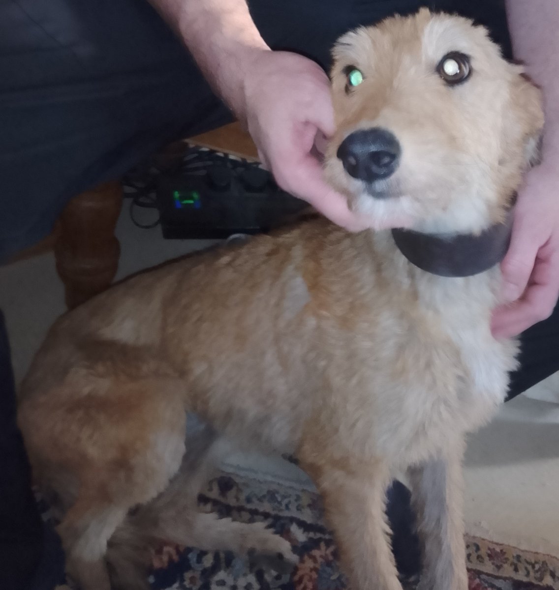 AdoptionsUk's tweet image. Please retweet to help find the owner or a rescue space for this stray dog found #HERTFORD #HERTFORDSHIRE  #UK 🆘
Female LURCHER, no chip, long coat, white on chest found 28 June. Now in a council pound for 7 days, she could be missing or stolen from another region, please share…