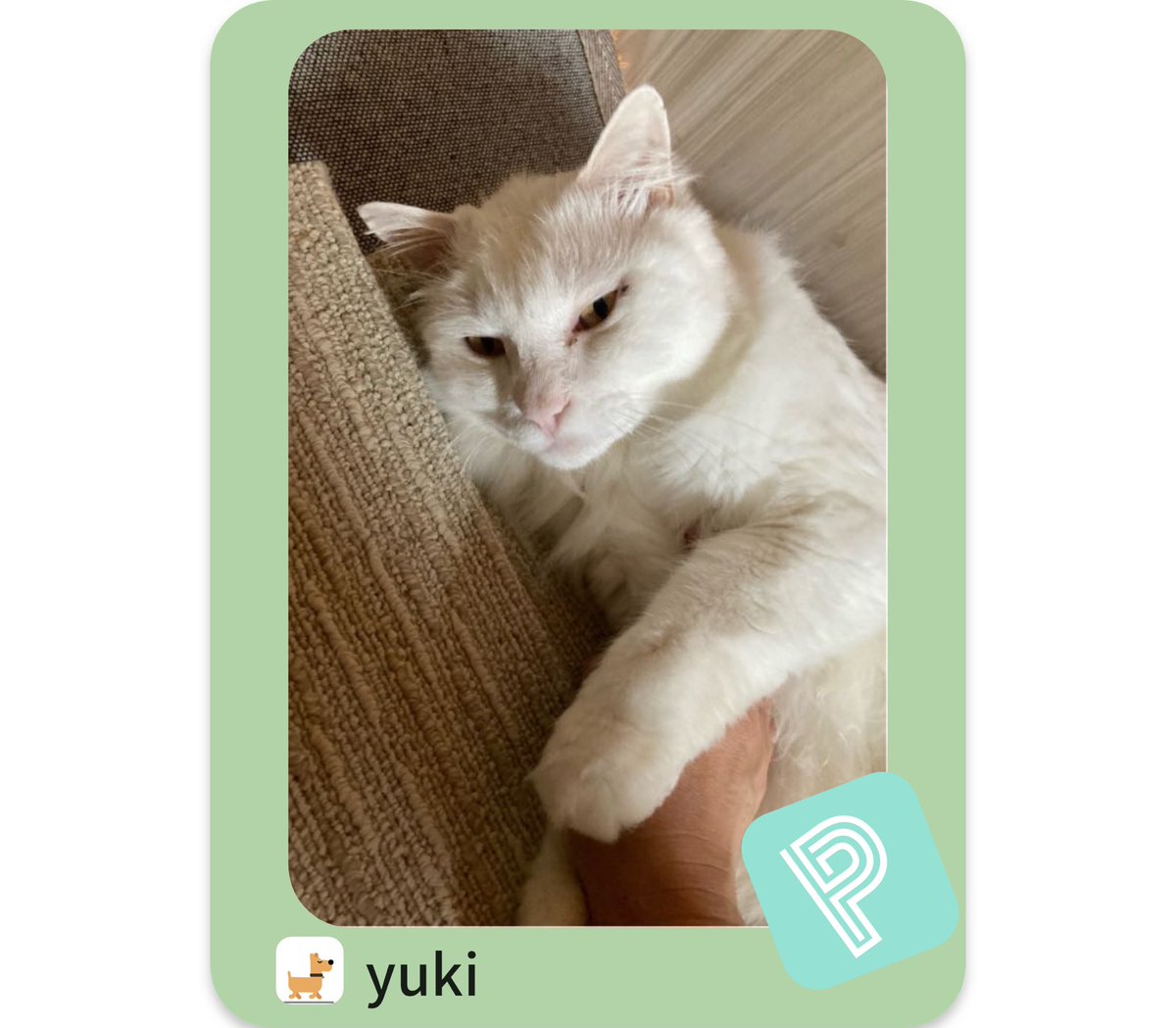 暑いですね🥵
私とゆきの部屋はエアコンついてないから扇風機オンリー(^◇^;)
ちょっとバテ気味のゆきです

#猫のいる暮らし
#白ねこ
#保護猫