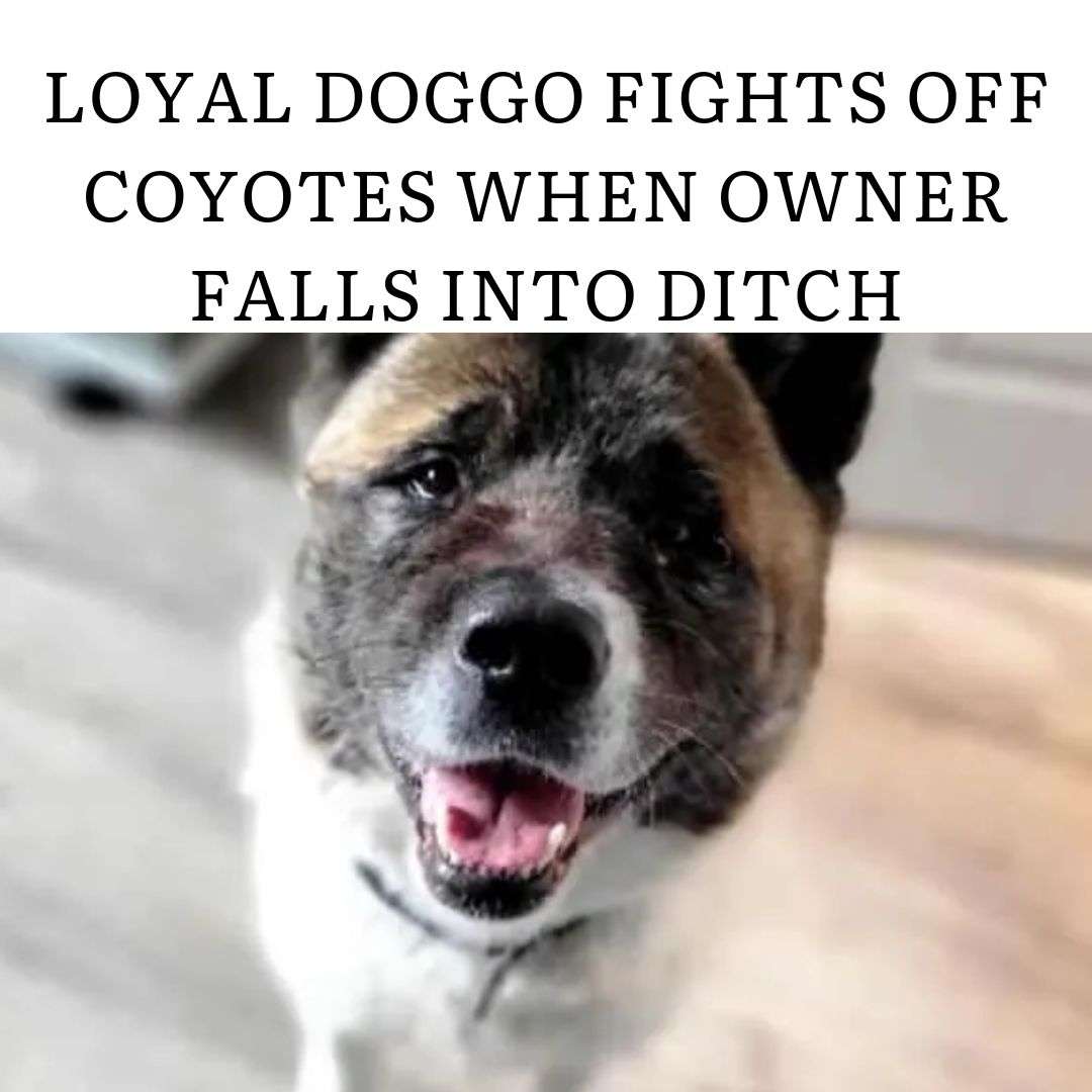 Mind of a Mutt (@MuttDillon2000) / Posts / X