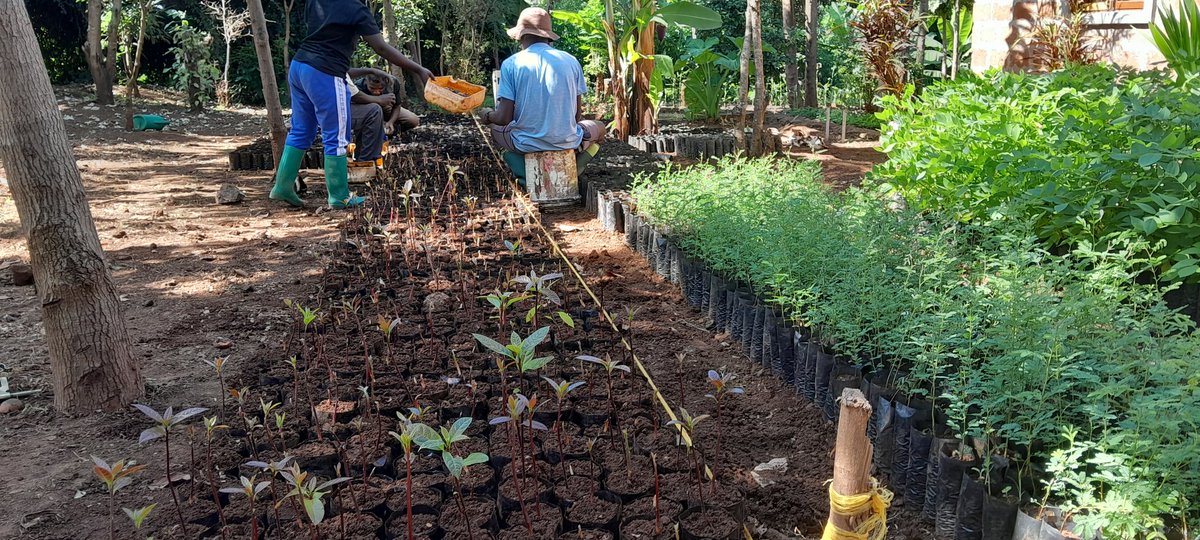AgroEcologyTZ's tweet photo. Preparation of the tree seedlings for the comming rain season next year.

Press your Order now.... https://t.co/kWTvDH6o2S