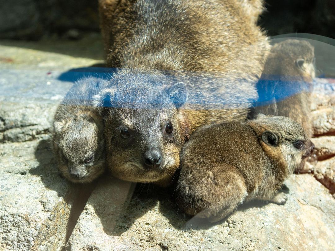 calgaryzoo's tweet photo. One potato, two potatoes, three potatoes, born! Our rock hyrax, βOshanaβ (dam) and 'Kenickie' (sire), welcomed three adorable pups this Wednesday! π
These little dassies are doing well and can be seen scooting around, staying close to mom and dad.
#YourZooYYC #ThreePotatoesYYC https://t.co/F6Qo4LJTTf