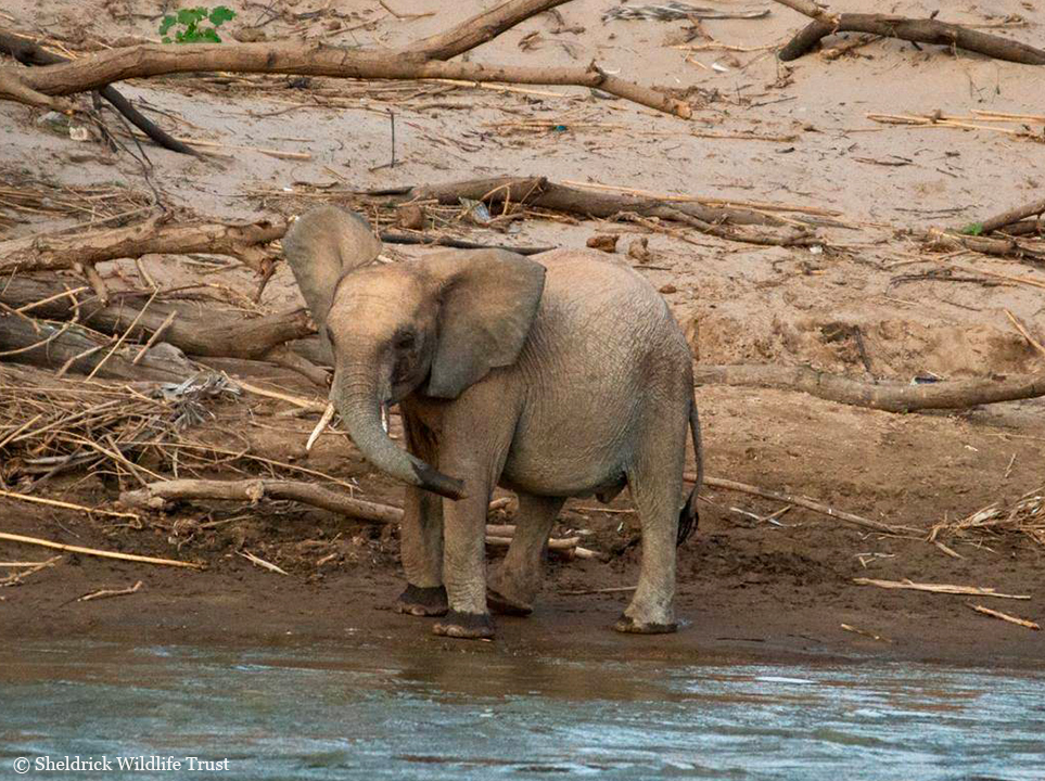 In Dec 2023, Kitiak was among a cohort of orphans who disappeared into the wild from our Ithumba Unit. In a serendipitous encounter, we caught up with him a few days ago looking happy, healthy &amp; in the company of a wild family, no less! Story in full:
sheldrickwildlifetrust.org/news/updates/r…