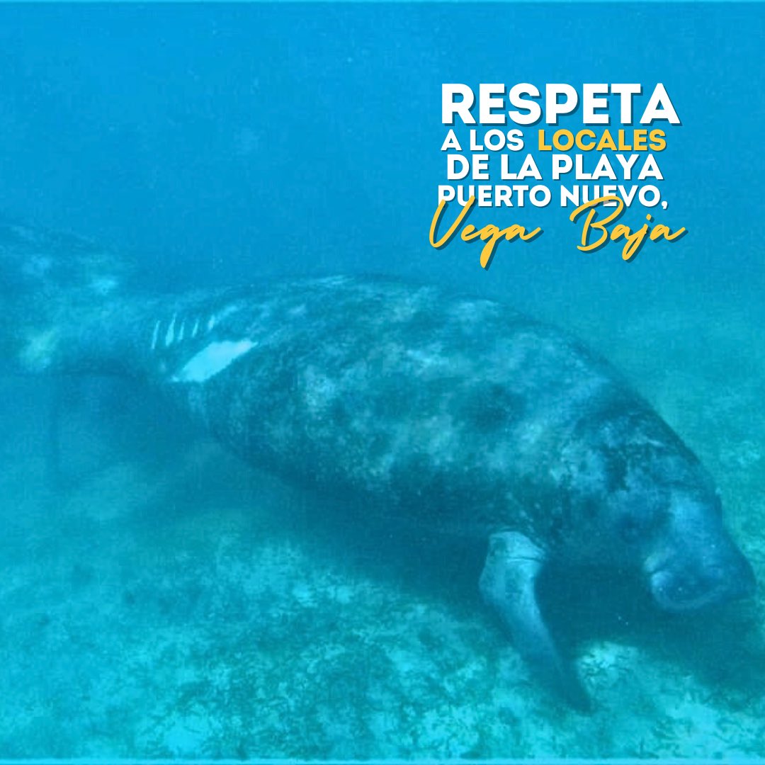 vegabajaunidxs's tweet photo. Este fin de semana de celebración, y siempre, en la Playa Puerto Nuevo, disfruta con conciencia y respeto a los locales. Esta playa es hogar de diversas especies marinas que dependen de nuestro cuidado. 
Protejamos la Playa Puerto Nuevo, su flora y fauna.🪸🌊♥️ https://t.co/qbbjptWKVR
