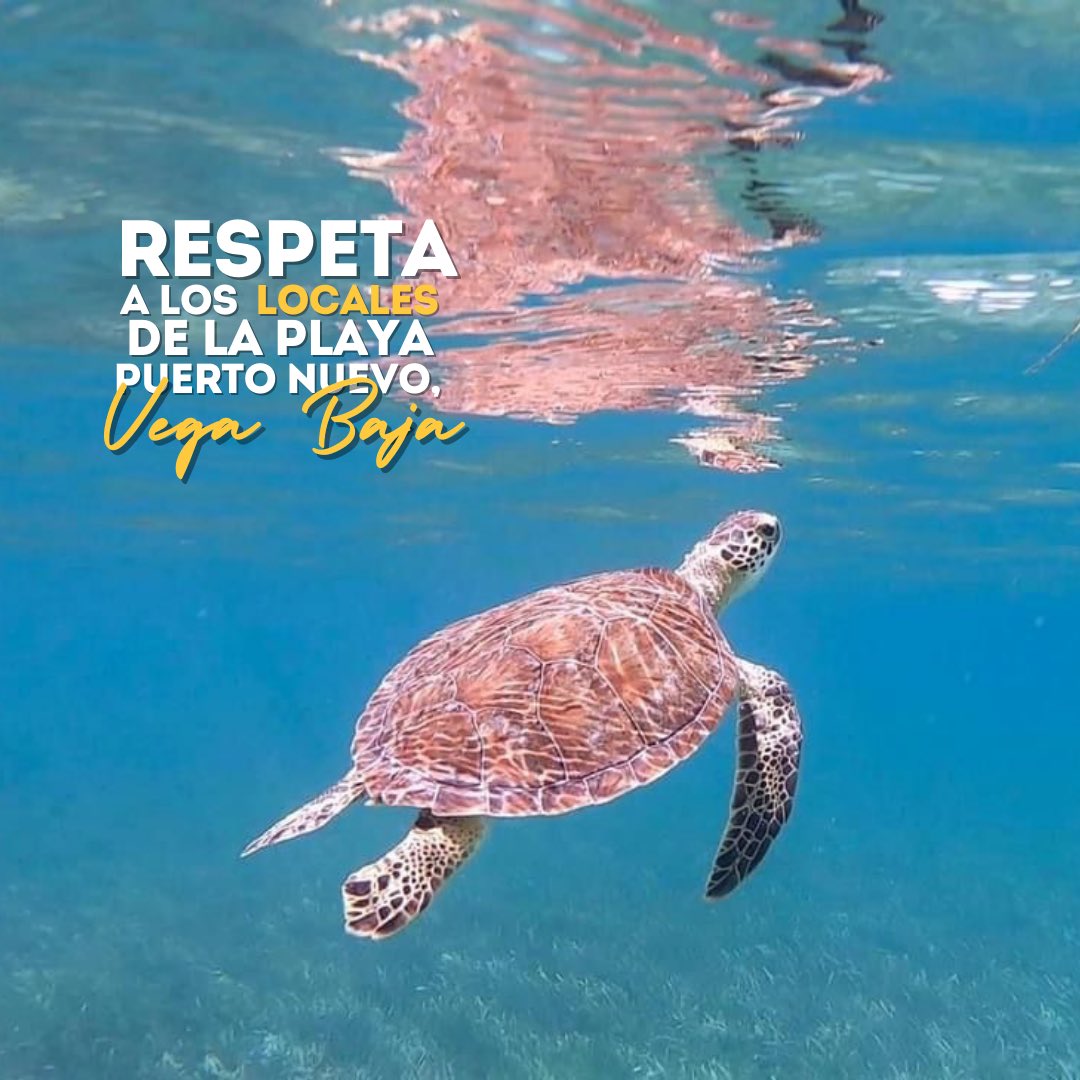 vegabajaunidxs's tweet photo. Este fin de semana de celebración, y siempre, en la Playa Puerto Nuevo, disfruta con conciencia y respeto a los locales. Esta playa es hogar de diversas especies marinas que dependen de nuestro cuidado. 
Protejamos la Playa Puerto Nuevo, su flora y fauna.🪸🌊♥️ https://t.co/qbbjptWKVR