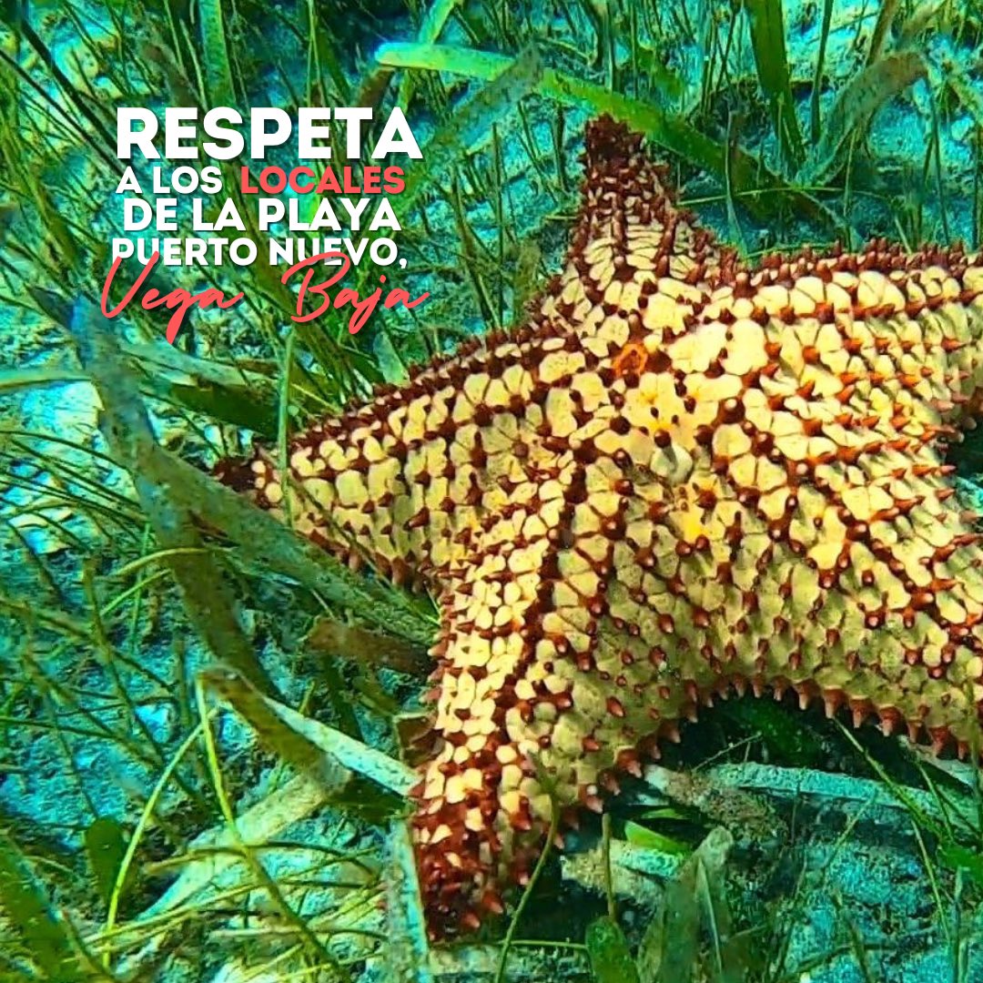 vegabajaunidxs's tweet photo. Este fin de semana de celebración, y siempre, en la Playa Puerto Nuevo, disfruta con conciencia y respeto a los locales. Esta playa es hogar de diversas especies marinas que dependen de nuestro cuidado. 
Protejamos la Playa Puerto Nuevo, su flora y fauna.🪸🌊♥️ https://t.co/qbbjptWKVR