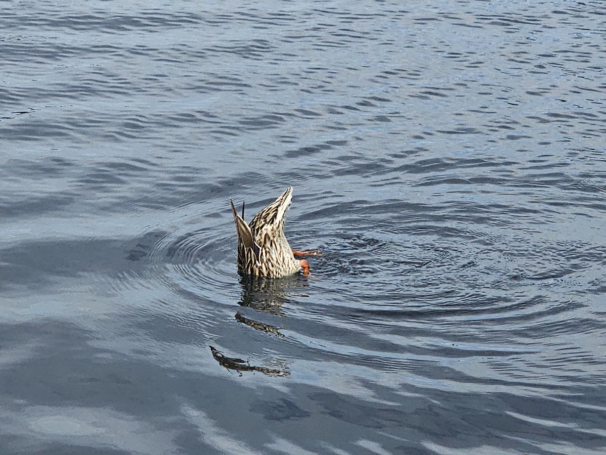 Sunday 7 July

Today’s Daily Picture Theme is ‘Depth'

RT or reply with your own photo 

Tomorrow’s theme will be ‘Enchanting'

#DailyPictureTheme

trying to assess the #depth of the water... 😇