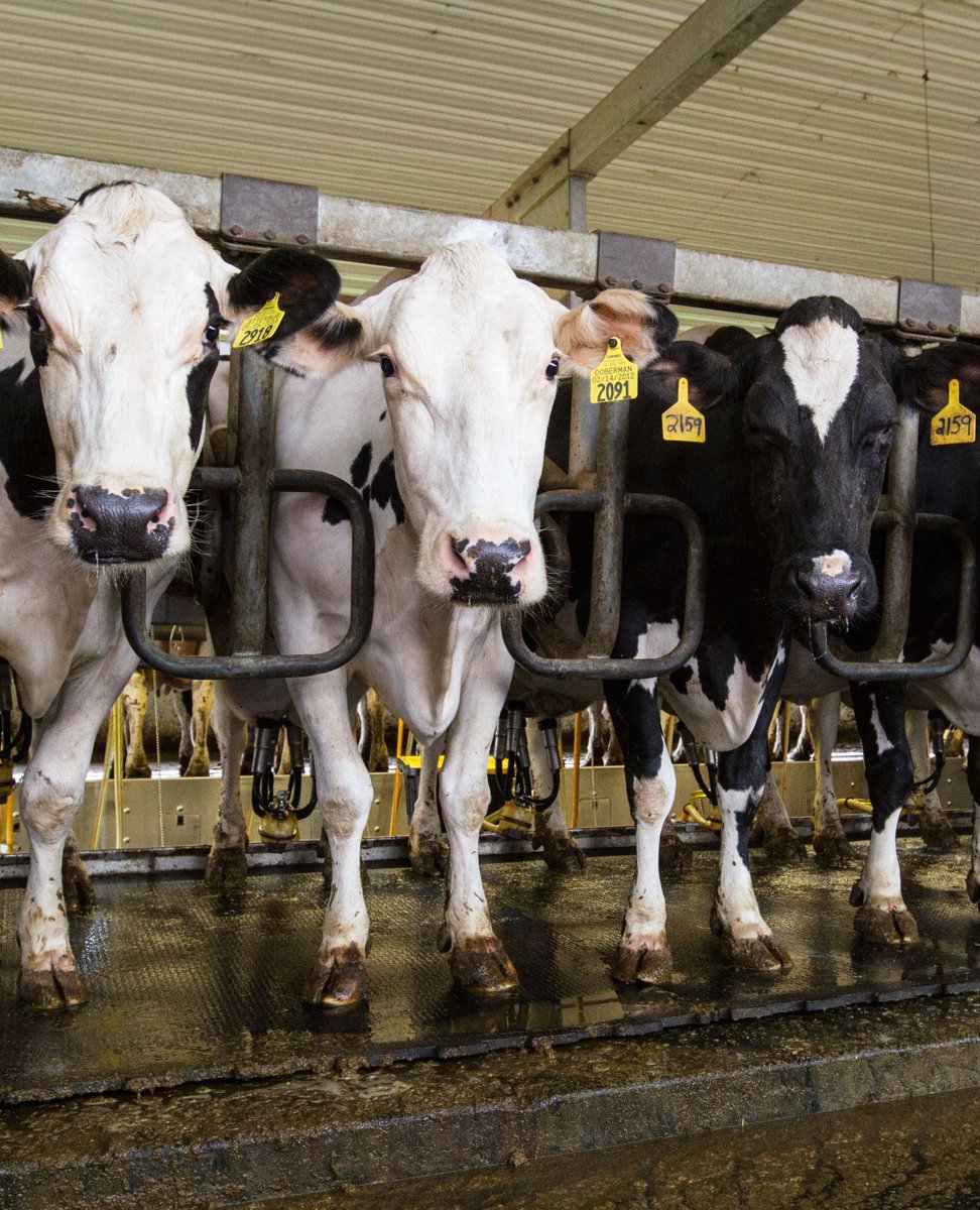 NYAnimalAg's tweet photo. Ever wondered why every second counts in milking routines?  
1️⃣  Consistent milking times are crucial for cow health and comfort. 
2️⃣ Proper timing helps maintain high milk quality standards.
3️⃣ Efficient milking routines ensure optimal productivity. 

#askafarmer https://t.co/0GMz6WTYYL