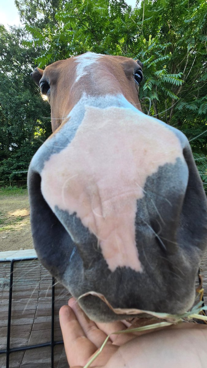 crenando's tweet image. Goodbye Rolus, Pennsylvania. Next year.