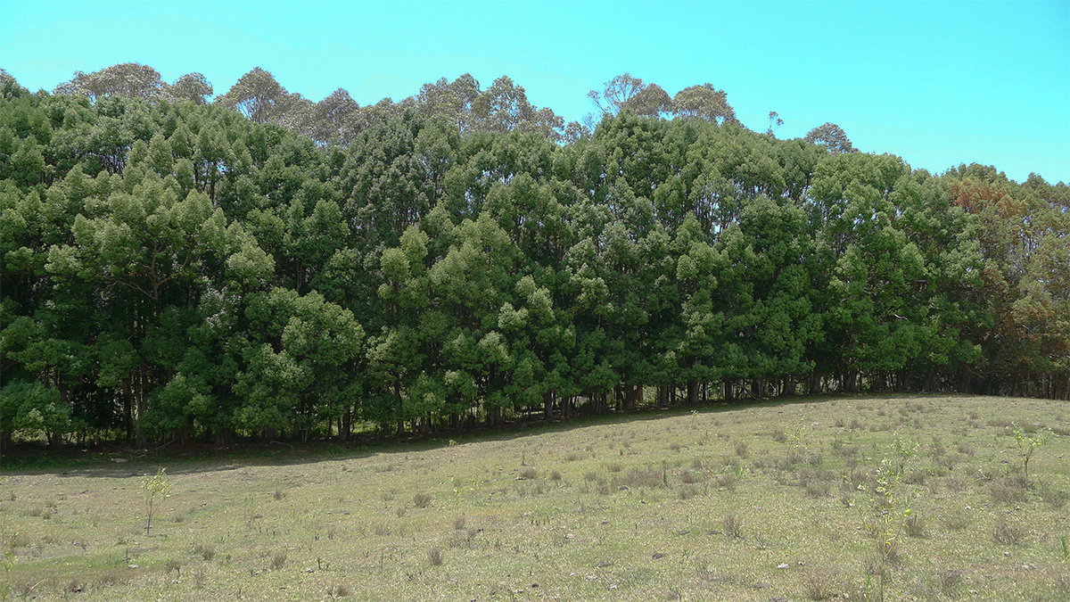 Australian Woodwork tweet media