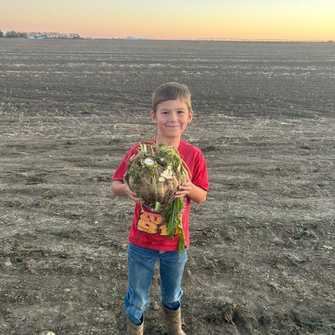 Did you know... sugar beets are NOT the same as red beets! Although they are the same species, (Beta vulgaris), sugar beets are in the cultivar group Beta vulgaris Altimus. Canadian sugar beets are the only source of domestic sugar! #SugarBeets #AlbertaSugarBeetGrowers #ABSugar22