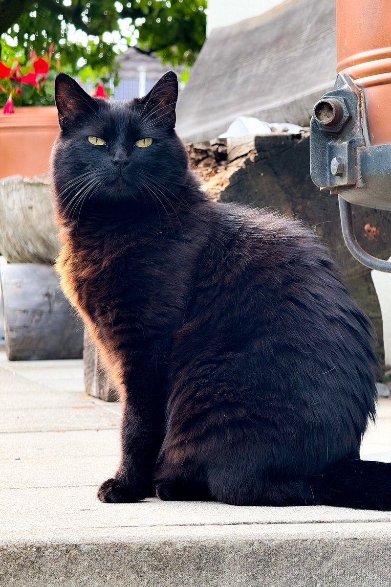 roger_sieber's tweet photo. #CatInCharge πΈ #ShotOnIPhone https://t.co/VnPpVvaTvT