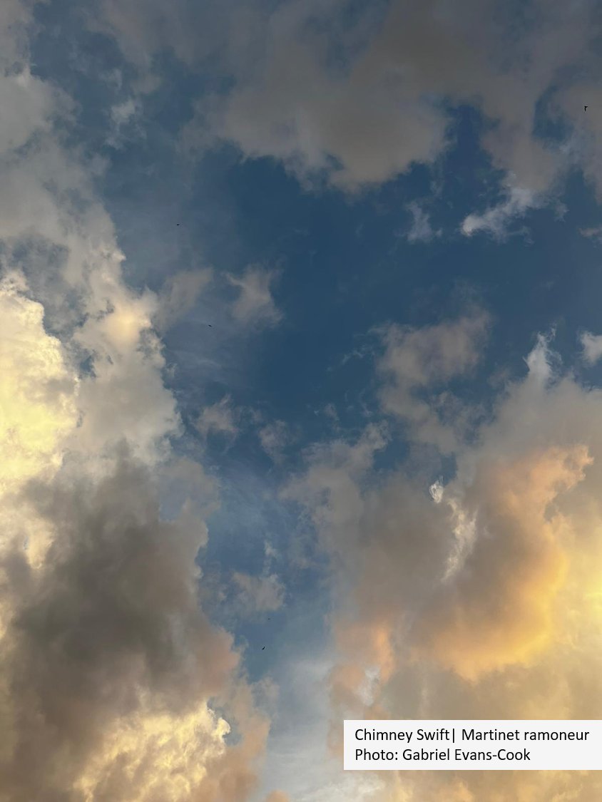 BirdsCanada_ON's tweet image. Eyes to the sky📷! #chimneyswift fledglings are stretching their wings for the first time this season. Our crew in Toronto is hard at work surveying sites for these aerial acrobats. 
How many can you find in this photo? Answer in the comments. @cityoftoronto real #skysharks