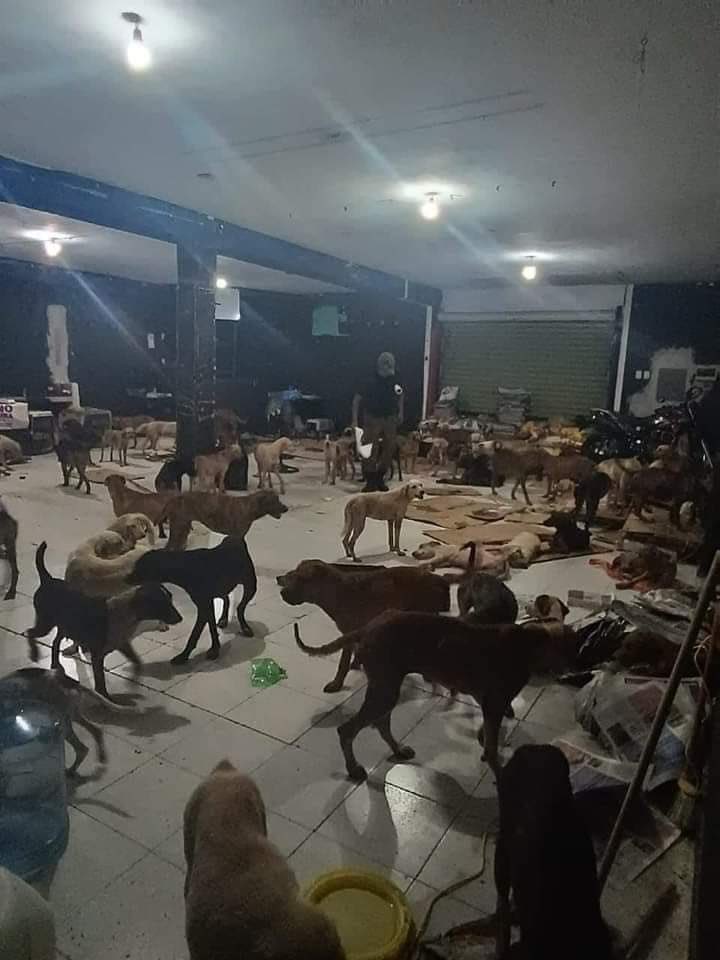 lopezdoriga's tweet photo. En Quintana Roo las autoridades protegieron en un refugio a perros callejeros de Cancún por el impacto del huracán #Beryl https://t.co/K4zqX6XA4e