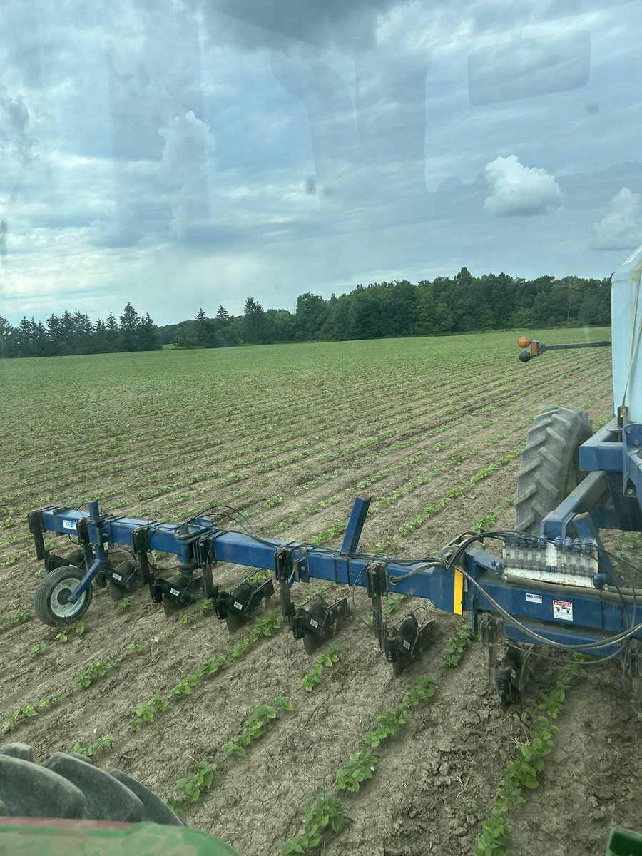 Good looking field of cranberry beans getting a shot of nitrogen #ontag