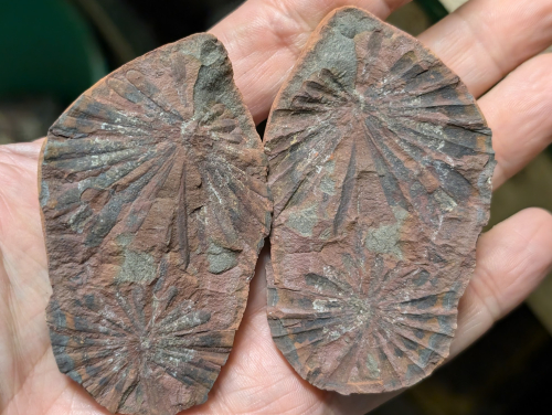 ESCONI's tweet photo. Fossil Friday #220: Annularia inflata #fossils #paleontology #MazonCreek #FossilFriday #pennsylvanian #annularia #horsetail #calamites #paleobotany
https://t.co/RxrXSpy8Vg https://t.co/OsdlqWLm7g
