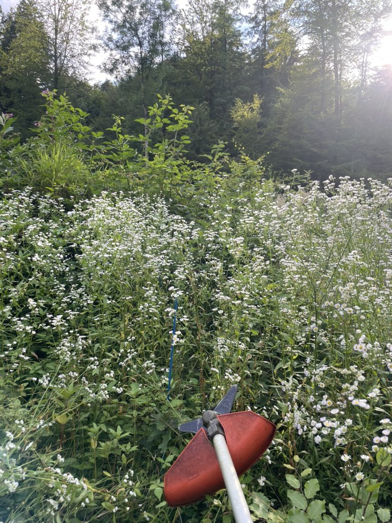 jjreiterer's tweet photo. @Apfelfunk ihr wolltet Fotos von uns Usern. Ich höre euch mal wieder beim arbeiten. Dieses Mal im #Wald beim #Ausmähen der frisch gepflanzten #Bäume. Lg aus 🇦🇹 https://t.co/8nvnhvIVAY