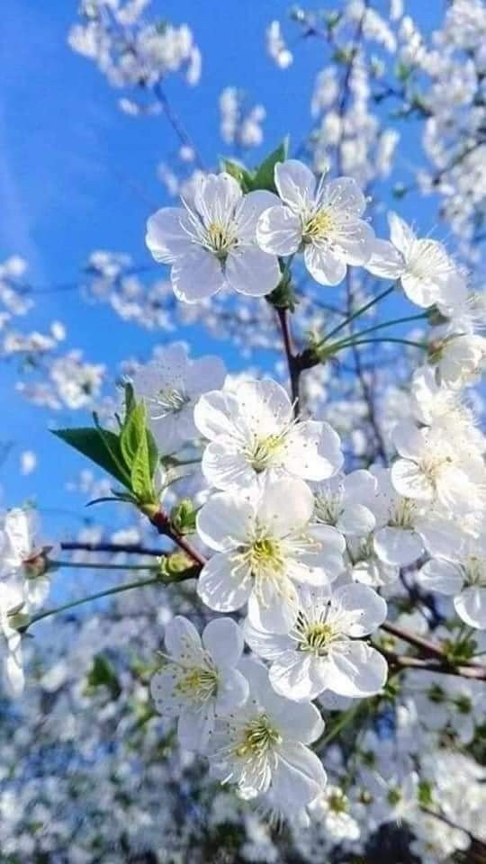 🍃🍃