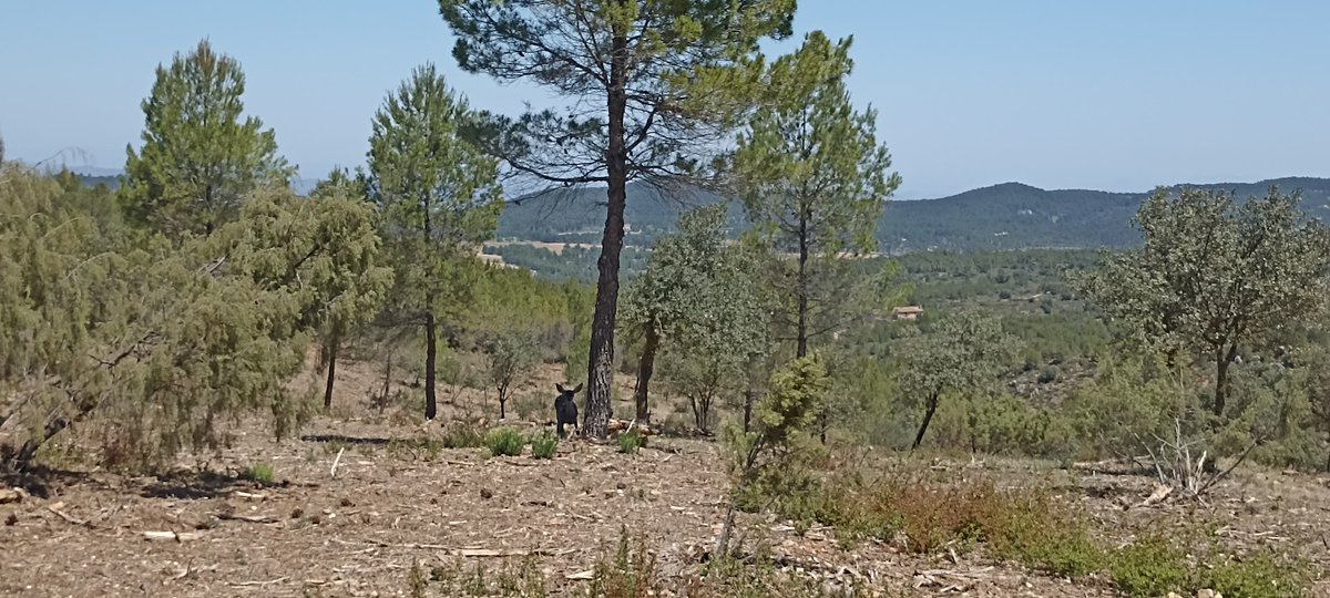 La sombra de los árboles es refugio vital para innumerables especies. Desde pequeños insectos hasta grandes mamíferos, todos encuentran en ella un lugar de descanso y protección. Trabajamos para la conservación y mejora las masas forestales municipales! 🌲🐿️🦋