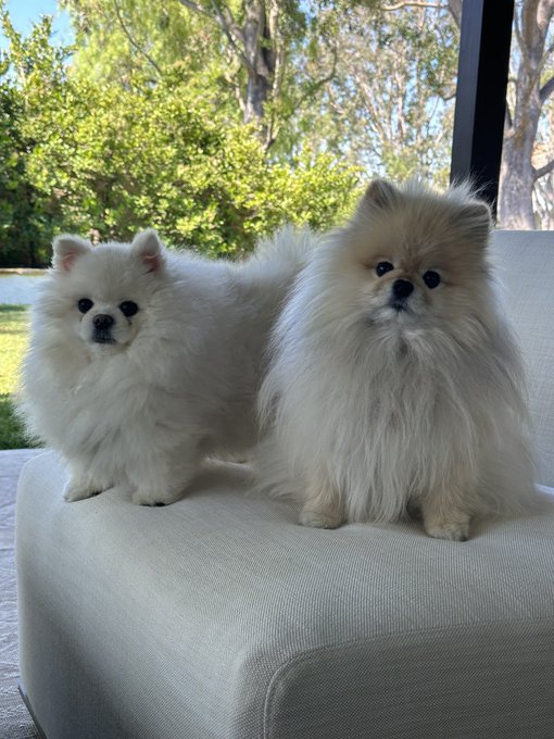 I&rsquo;m voting for Ollie and Kissme #2024 😆❤️🐾 https://t.co/mjE9bikayV<a href="/tag/coffeewithnikki"class="tags"><span>#coffeewithnikki</span></a>