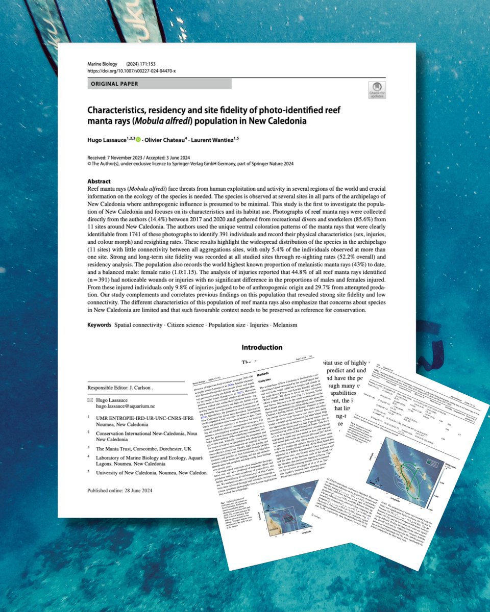 📢 NEW SCIENCE ALERT! 

🔗 To read the paper: ‘Characteristics, residency and site fidelity of photo-identified reef manta rays (Mobula alfredi) population in New Caledonia ’ by Lassauce, Chateau and Wantiez  (2024), visit the link below!
👉 bit.ly/4f2bUnU