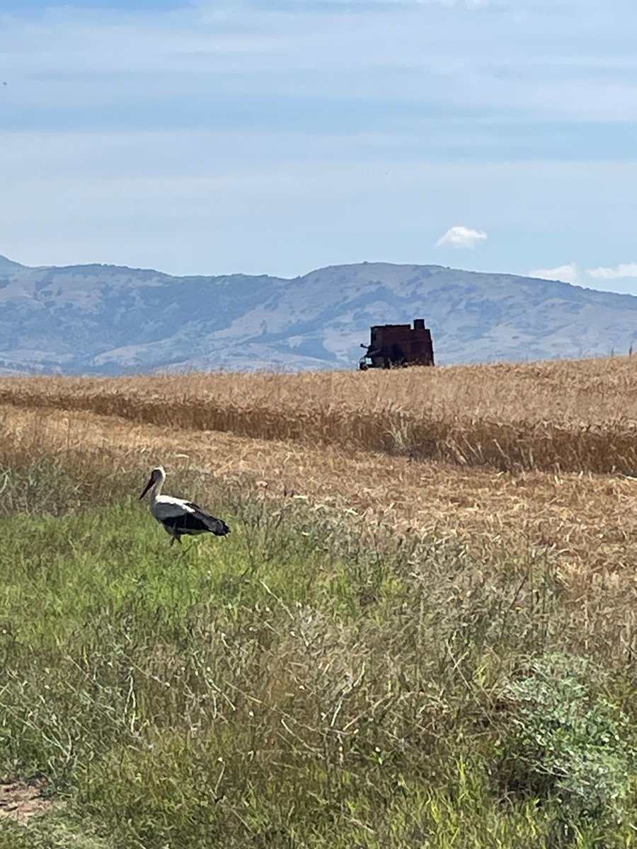FarmingPower's tweet photo. I hope you enjoyed some bird facts and another harvest video (and picture)! 

Until next time! 👋🌾 https://t.co/RijZmh0pd7