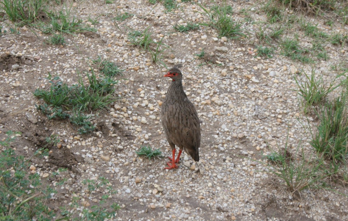 One beauty the Red Necked Francolin☕️🥰