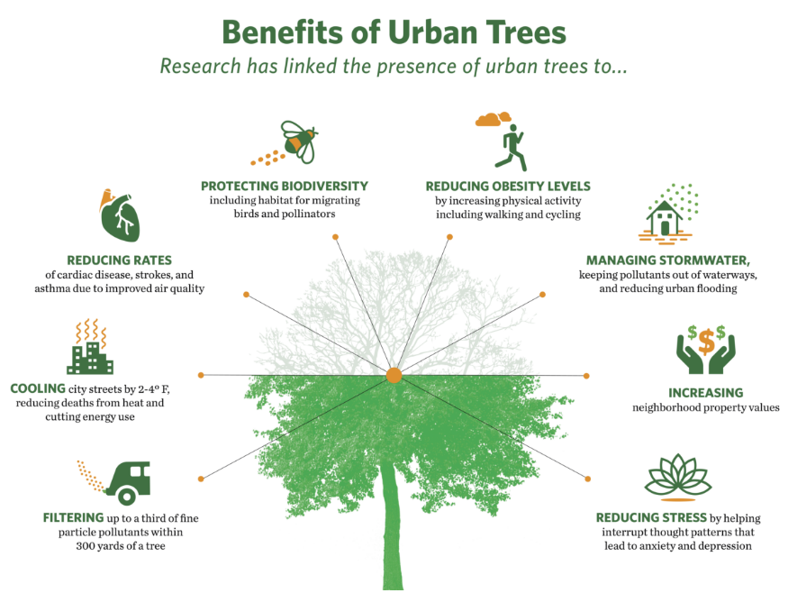 UN Biodiversity (@unbiodiversity) on Twitter photo By planting trees in our parks and public spaces, we raise awareness about their environmental, social, and economic advantages.
Let's advocate for a greener, more sustainable future! 🌳💚
#UrbanCanopy #Sustainab
Learn more: nature.org/en-us/about-us…
Via <a href="/nature_org/">The Nature Conservancy</a> By planting trees in our parks and public spaces, we raise awareness about their environmental, social, and economic advantages.
Let's advocate for a greener, more sustainable future! 🌳💚
#UrbanCanopy #Sustainab
Learn more: nature.org/en-us/about-us…
Via <a href="/nature_org/">The Nature Conservancy</a>