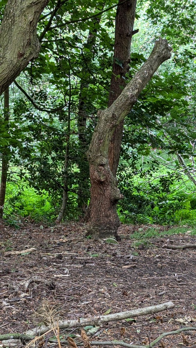 captainripplenips tweet media