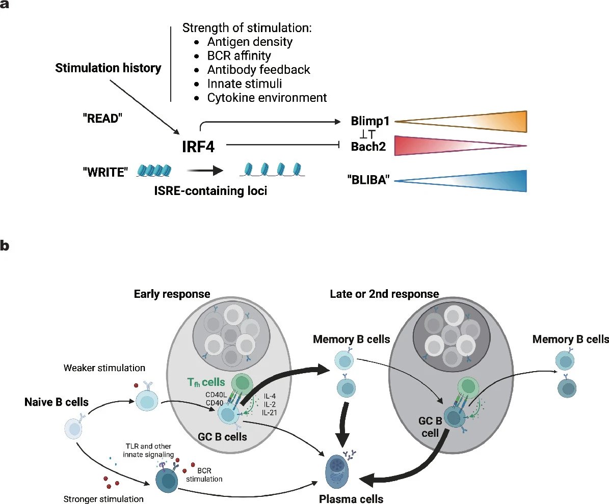 Hai Qi (@qi_tsinghua) on Twitter photo Excited to share our new story freshly out in <a href="/NatImmunol/">Nature Immunology</a>, answering the key question, how do memory B cells (MBC), upon antigen recall, decide to participate in secondary germinal centers (GC) or become plasma cells (PC)? Quite relevant to <a href="/hiv/">HIV</a> bnAb vac
nature.com/articles/s4159… Excited to share our new story freshly out in <a href="/NatImmunol/">Nature Immunology</a>, answering the key question, how do memory B cells (MBC), upon antigen recall, decide to participate in secondary germinal centers (GC) or become plasma cells (PC)? Quite relevant to <a href="/hiv/">HIV</a> bnAb vac
nature.com/articles/s4159…