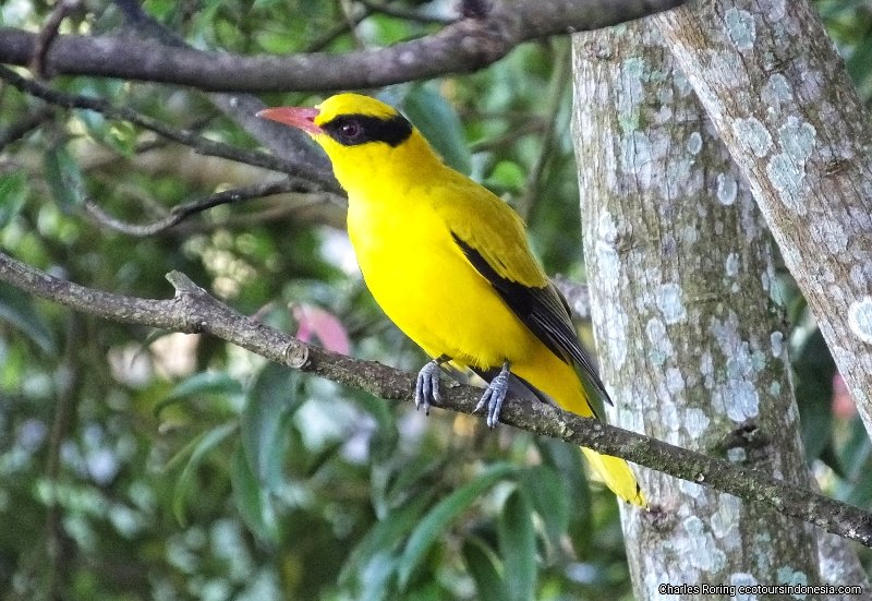 charlesroring's tweet photo. Birding Minahasa
https://t.co/eSw7wxqpQR https://t.co/TpiCxVUaZj