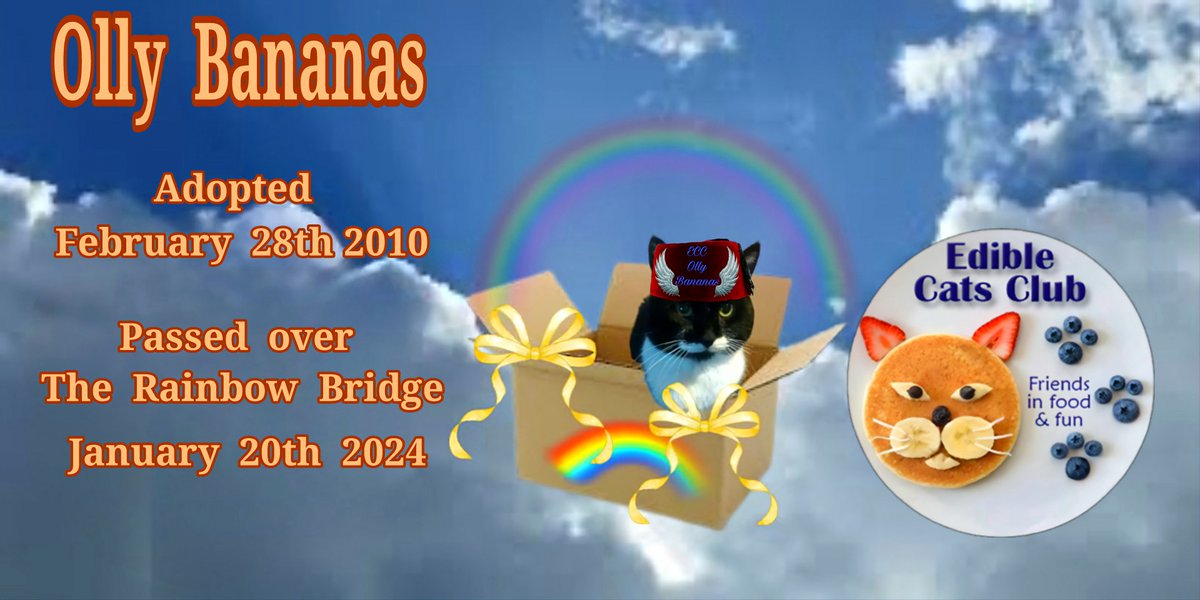 Olly the Cat, Monarch of The Moglets. RIP Maximus. tweet media