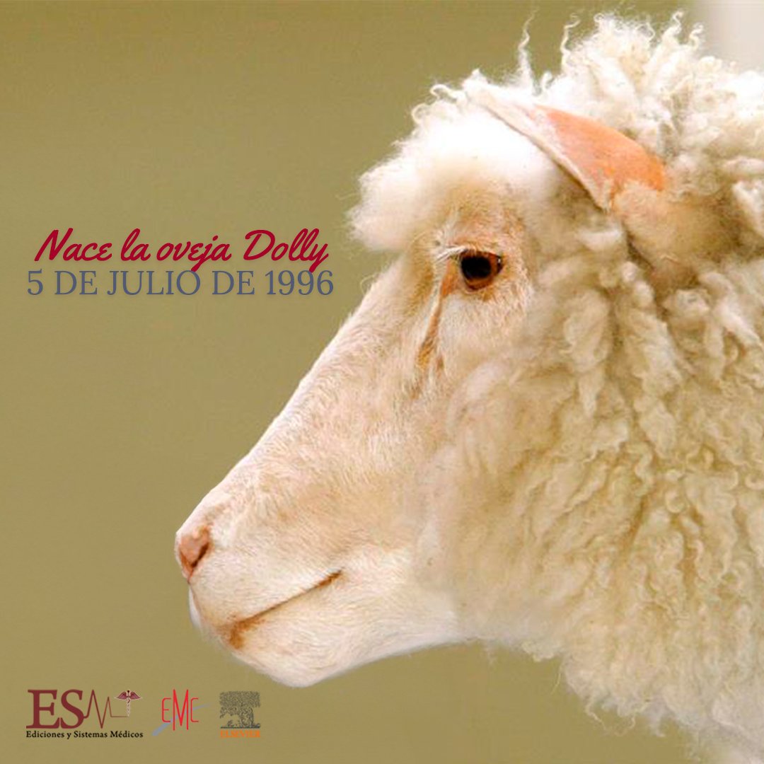 emcelseviermex's tweet photo. ¡Hoy celebramos un hito histórico en la ciencia! 🧬🐑 Hace 28 años, nació Dolly, la primera oveja clonada a partir de una célula adulta. Este increíble logro abrió un mundo de posibilidades en la investigación médica y genética. https://t.co/fFwcP21ep3