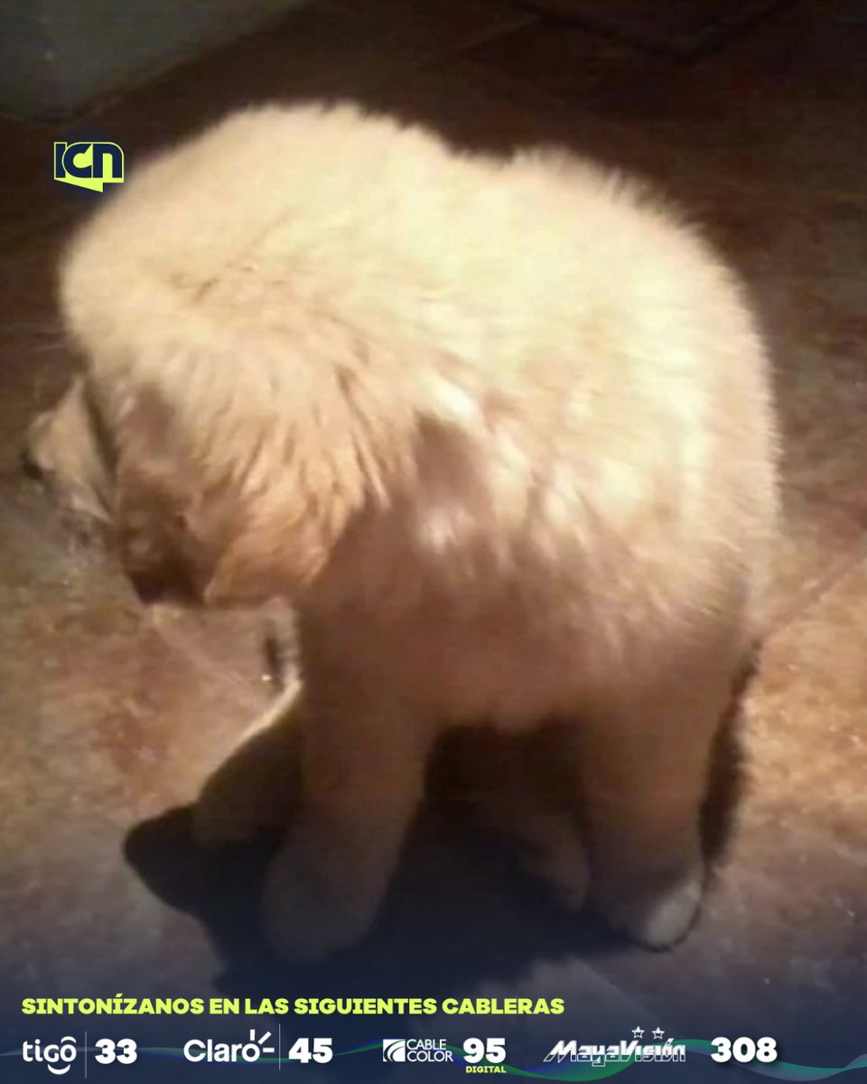ICNDigital's tweet photo. #Actualidad🐶😓| Fallece el famoso golden retriever "Milo" que ha sido una figura querida y reconocida por su amabilidad y afecto hacia todos. 

Conocido por su presencia en redes sociales y su capacidad para alegrar a quienes lo conocieron, Milo deja deja un vacío entre aquellos que siguieron su historia y disfrutaron de sus travesuras.

¡Descansa en paz, Milo!