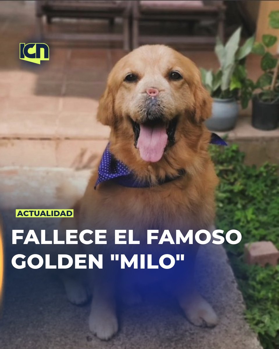 ICNDigital's tweet photo. #Actualidad🐶😓| Fallece el famoso golden retriever "Milo" que ha sido una figura querida y reconocida por su amabilidad y afecto hacia todos. 

Conocido por su presencia en redes sociales y su capacidad para alegrar a quienes lo conocieron, Milo deja deja un vacío entre aquellos que siguieron su historia y disfrutaron de sus travesuras.

¡Descansa en paz, Milo!