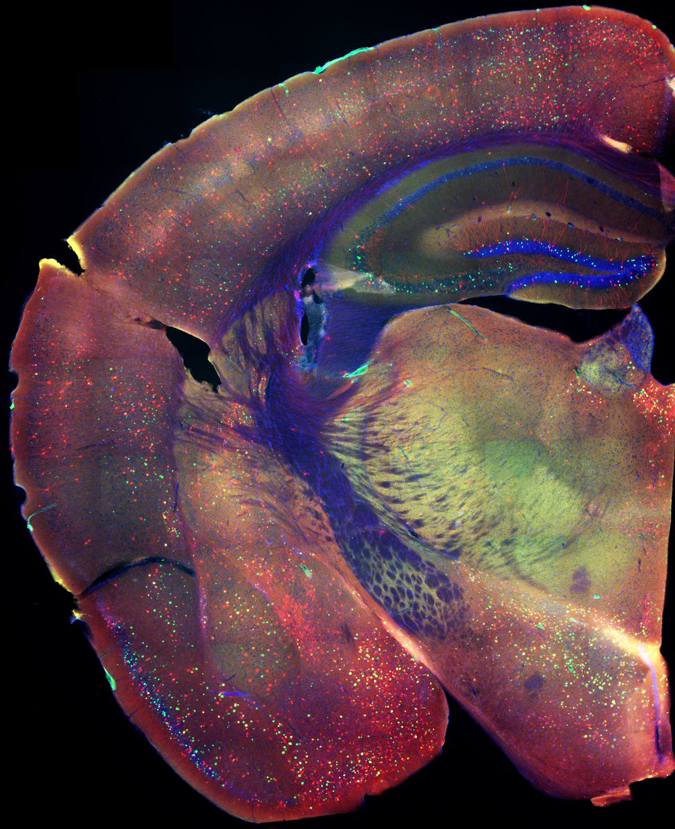 #FluorescenceFriday 
Also a good time to mention my lab is still recruiting graduate students!