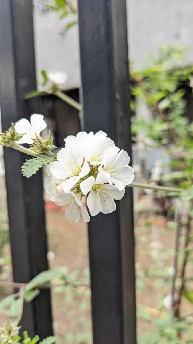 Xiat's tweet image. #Whilewalking #NaturePhotography #macro #ThePhotoHour
#FlowersOnFriday